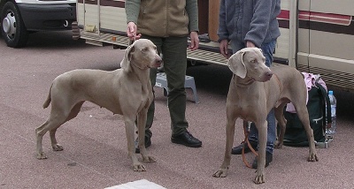 du parc Camilliacus -   Weimar PHLO et son fils URHION du  parc  camilliacus