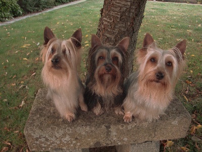 du parc Camilliacus - l'actualité du Silky terrier au parc camilliacus