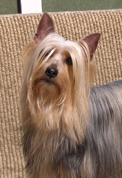 CH. Noky du parc Camilliacus
