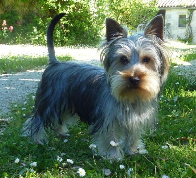 du parc Camilliacus - Iena du parc camilliacus 9 mois