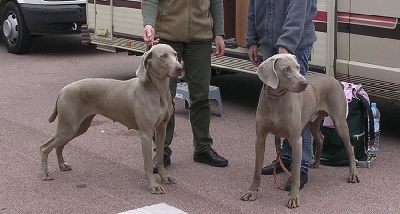 du parc Camilliacus - Weimar PHLO et son fils URHION du parc camilliacus