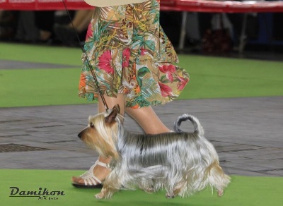 du parc Camilliacus - Championnat de France 2011 Dolwenn