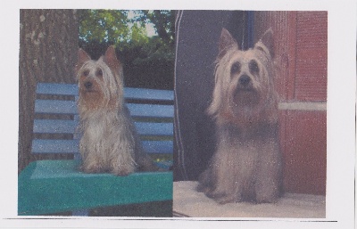 du parc Camilliacus - les BB silky sont nés le 12 juillet 2012