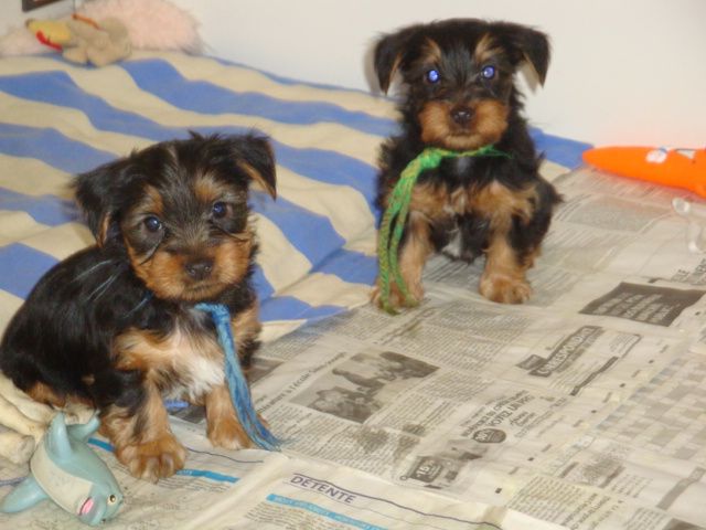 du parc Camilliacus - Les BB Silky nés le 23-12-14 ont 43 jours