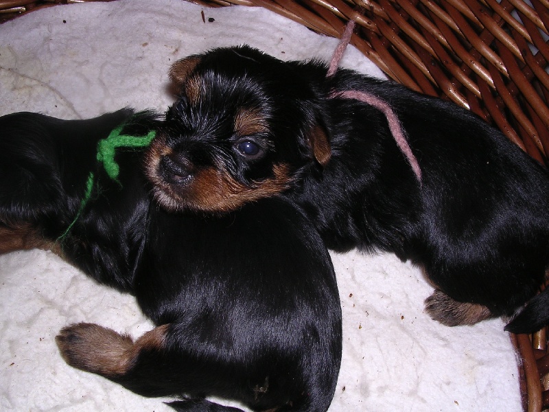 Photos des chiots nés le 5.11.2007