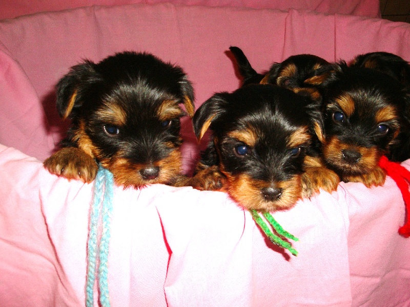 Photos des Chiots nés le 7.10.2009
