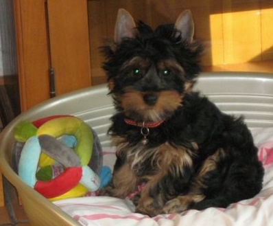 Chiots d'Ushuaya chez leurs nouveaux maîtres