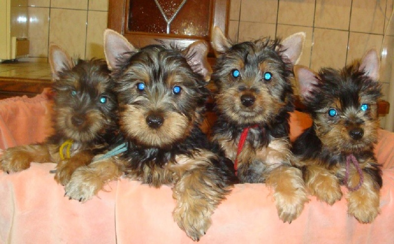 Chiots de Dolwenn du parc camilliacus X Elko des fleurons d'or