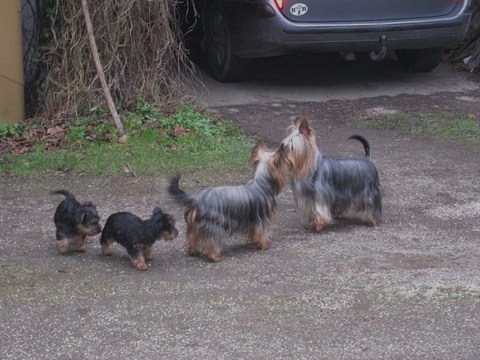 Chiots de Daryus